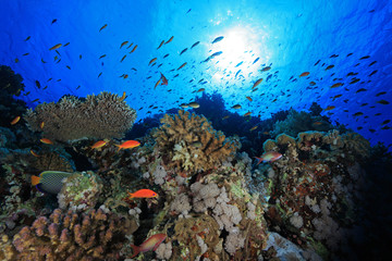 Colorful fish in the tropical reef of the red sea