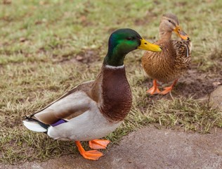 Pair of ducks sitting on the grass