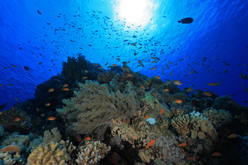 Fototapeta na wymiar Kolorowe ryby w tropikalnej rafy Morza Czerwonego