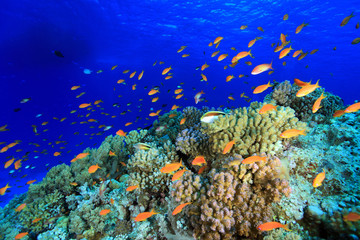 Colorful fish in the tropical reef of the red sea