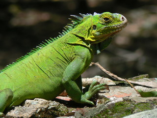 Iguane (Iguana delicatissima), Ilet Chancel, Martinique
