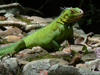 Iguane (Iguana delicatissima), Ilet Chancel, Martinique