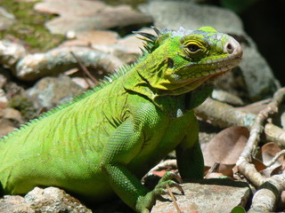 Obraz premium Iguane (Iguana delicatissima), Ilet Chancel, Martinique
