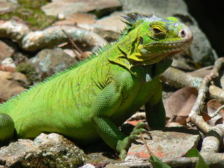 Fototapeta premium Iguane (Iguana delicatissima), Ilet Chancel, Martinique