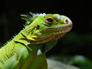 Iguane (Iguana delicatissima), Ilet Chancel, Martinique