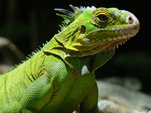 Iguane (Iguana delicatissima), Ilet Chancel, Martinique