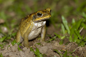 frog