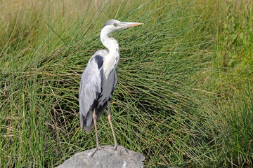 Black-headed Heron on a rock