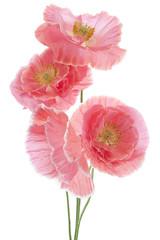 Fototapeta premium MAK