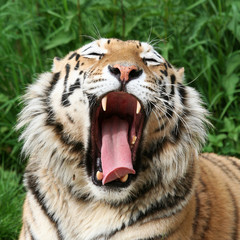 gähnender Tiger