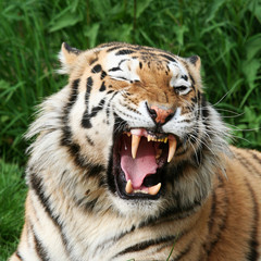 gähnender Tiger