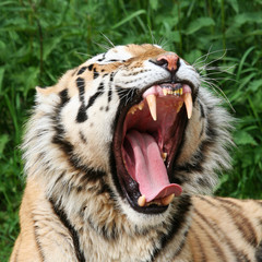 gähnender Tiger