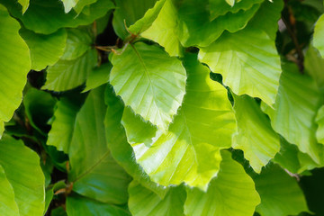 Fresh beech leaves