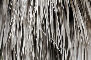Dried Palm Fronds