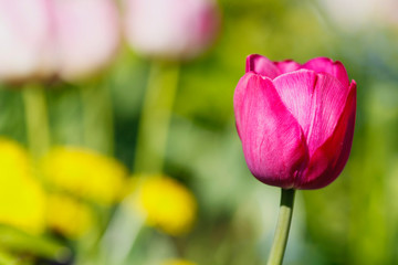 Fototapeta premium Close-up of purple tulip