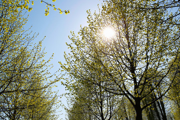 Sun in the tree tops