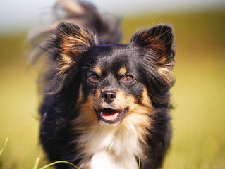Close-up of chihuahua