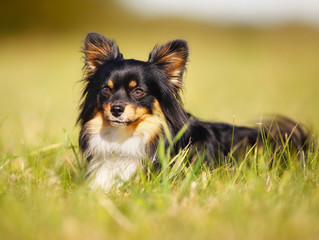 Chihuahua in the grass