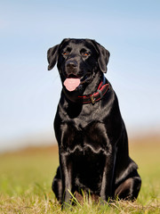 Sitting black labrador