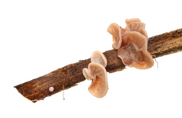 Fungi