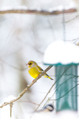 Greenfinch waiting for the right moment at the birdfeeder