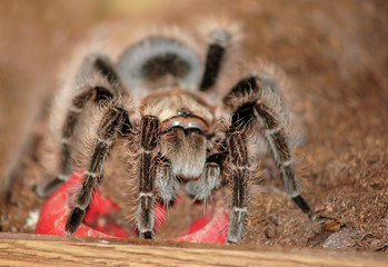 Lasidora parahybana (Salmon Pink Tarantula)