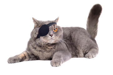Cat dressing in pirate costume