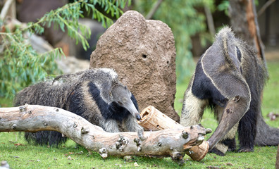 Obraz premium Two anteaters eating
