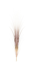 Obraz premium Feather isolated on the white background