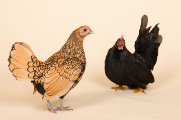 Chicken in studio on cream background