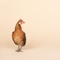 Chicken in studio on cream background