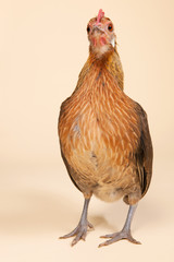 Chicken in studio on cream background