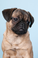 Puppy pug on blue background
