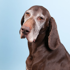 Portrait old dog