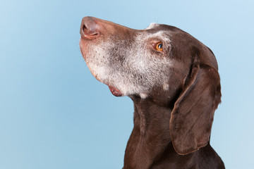 Portrait old dog