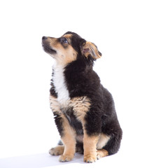 Cute puppy isolated on white background