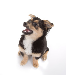Cute puppy isolated on white background
