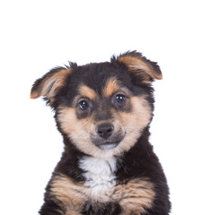 Cute puppy isolated on white background