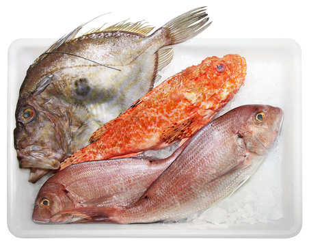 Scorpaenidae John Dory and Dentex