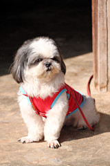 Shih tzu Dogs are sit.