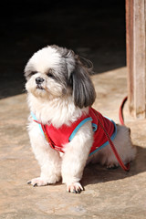 Shih tzu Dogs are sit.