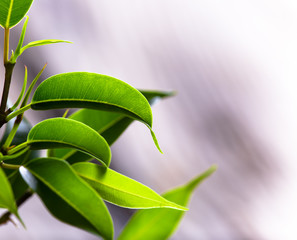 ficus benjamina on wooden background