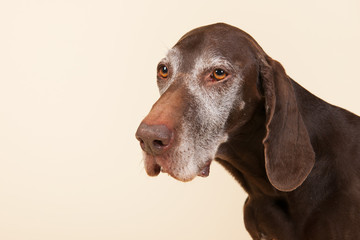 German shorthaired pointer