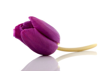 Purple tulip