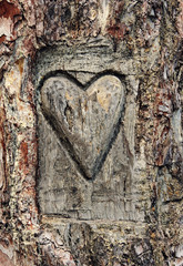 Heart carved in the bark of a tree