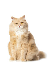 Maine coon cat