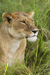 Lioness in the grass