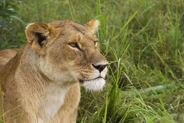 Plakat Lioness in the grass