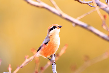Bull-headed shrike male in Japan