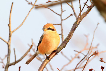 Bull-headed shrike male in Japan